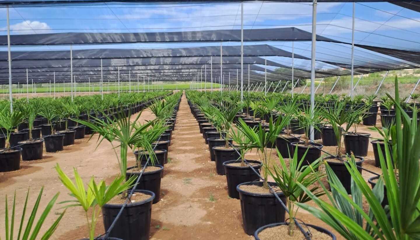 construccion-invernadero-produccion-agricola-inversistemas-daniel-alicante-murcia-valencia-almeria- (6) construccion-invernaderos-sustitucion-plasticos-cambiar-mallas-reparacion-inversistemas-daniel-