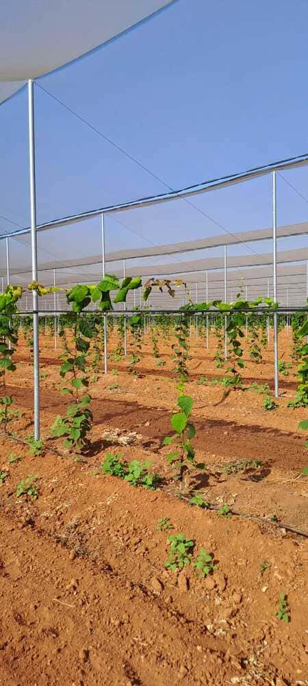 construccion-invernaderos-umbraculo-malla-sistema-antigranizo-reparacion-inversistemas-daniel (4)
