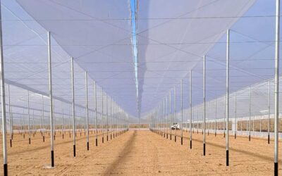 Invernadero umbráculo con sistema antigranizo de mallas: protección y eficiencia