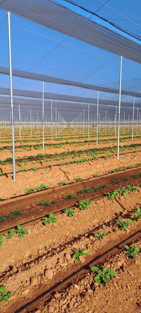 construccion-invernaderos-umbraculo-malla-sistema-antigranizo-reparacion-inversistemas-daniel (5)