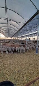 construccion-nave-agricola-ganadera-industrial-alicante-valencia-murcia-almeria-invernaderos-inversistemas-daniel-4