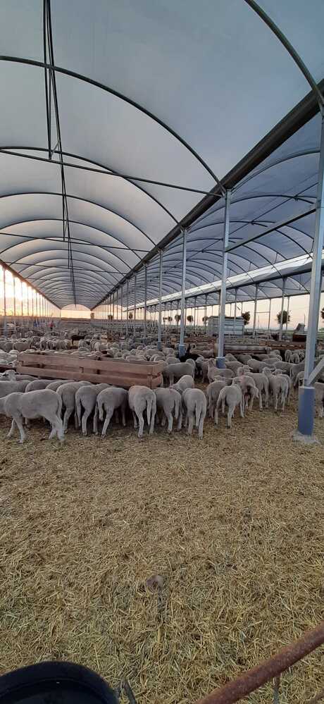 construccion-nave-agricola-ganadera-industrial-alicante-valencia-murcia-almeria-invernaderos-inversistemas-daniel-4