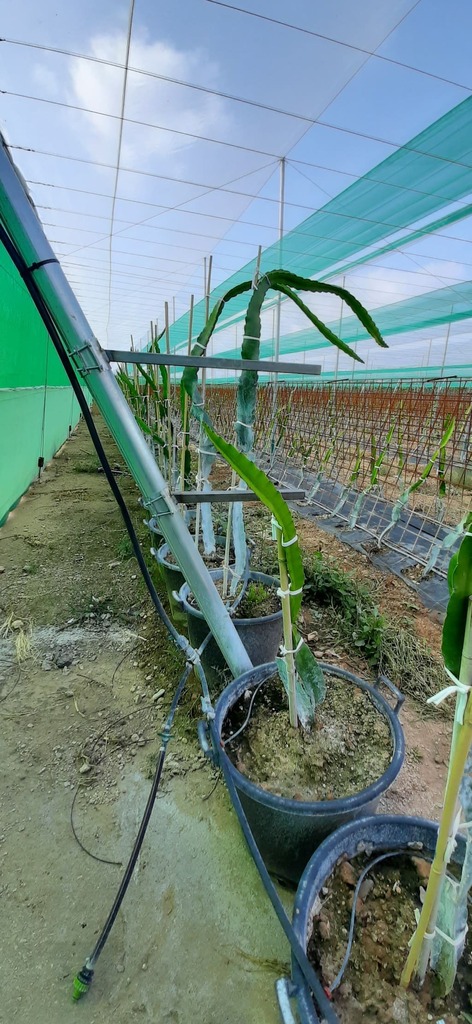 construccion-invernaderos-pitaya-fruta-dragon-inversistemas-daniel-valencia-murcia-alicante-almeria-malaga-castellon-000