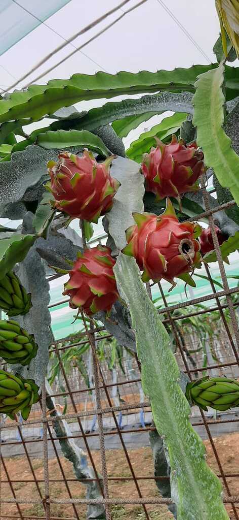 construccion-invernaderos-pitaya-fruta-dragon-inversistemas-daniel-valencia-murcia-alicante-almeria-malaga-castellon-01