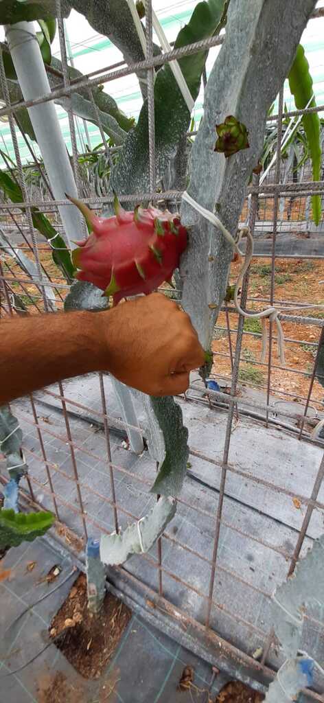 construccion-invernaderos-pitaya-fruta-dragon-inversistemas-daniel-valencia-murcia-alicante-almeria-malaga-castellon-02