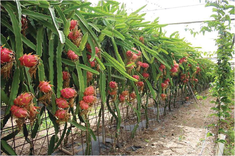 construccion-invernaderos-pitaya-fruta-dragon-inversistemas-daniel-valencia-murcia-alicante-almeria-malaga-castellon-03