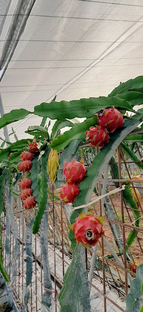 construccion-invernaderos-pitaya-fruta-dragon-inversistemas-daniel-valencia-murcia-alicante-almeria-malaga-castellon-04