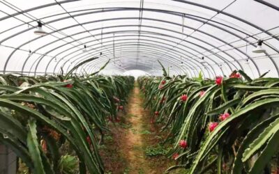 Construcción de invernaderos para pitaya, pitahaya o fruta del dragón: somos especialistas