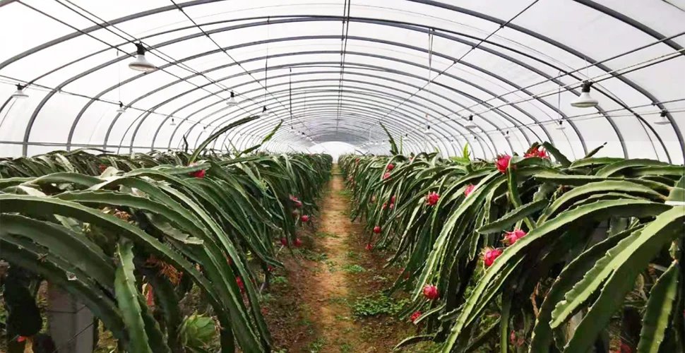 Construcción de invernaderos para pitaya, pitahaya o fruta del dragón: somos especialistas