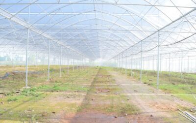 Mantenimiento de invernaderos: cómo aumentar su durabilidad