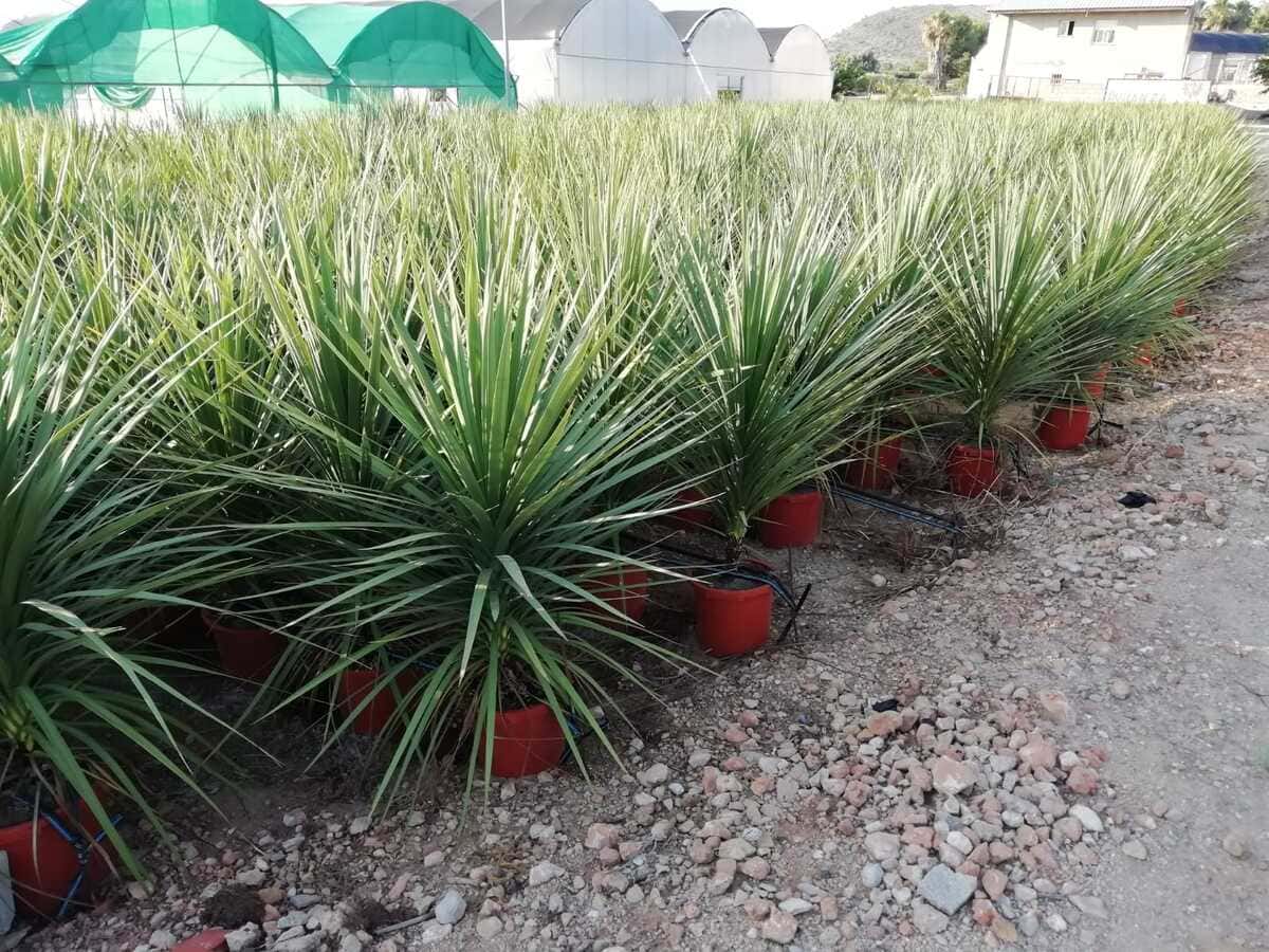 construccion-invernaderos-viveros-centro-jardineria-inversistemas-daniel-bonanza-2