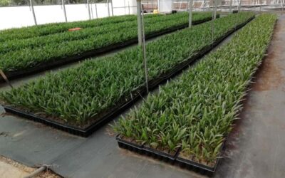 Mantenimiento de invernaderos para viveros y centros de jardinería