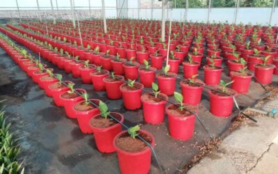 Invernaderos para viveros: optimiza tu producción y protege tus plantas