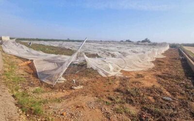 Ayudas directas a agricultores afectados por la DANA: todo lo que necesitas saber