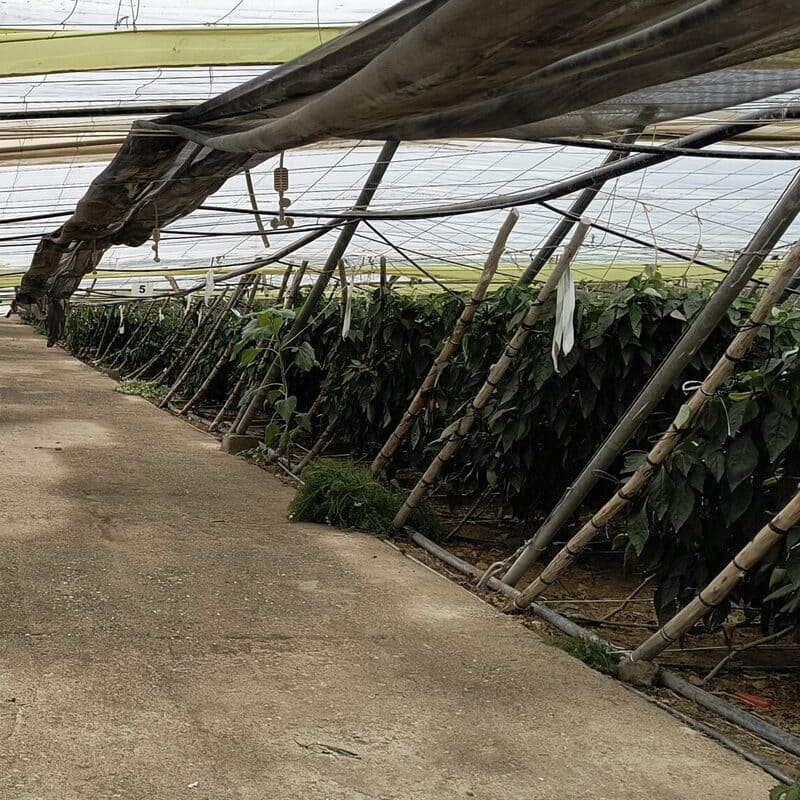 ayudas-directas-agricultores-dana-invernaderos-reparacion-inversitemas-daniel-03