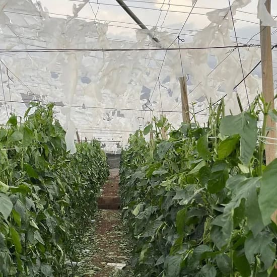 ayudas-directas-agricultores-dana-invernaderos-reparacion-inversitemas-daniel-08