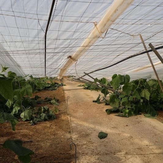 subvencion-invernaderos-dana-agricultores-reparacion-inversitemas-daniel-ayuda-directa-06