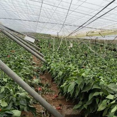 subvenciones-agricultores-dana-invernaderos-reparacion-inversitemas-daniel-ayuda-directa-05