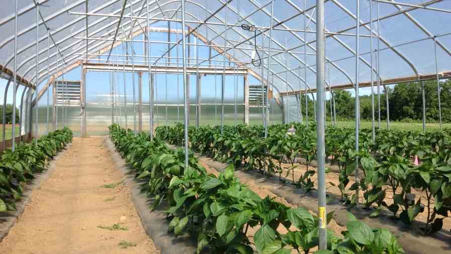 entutorado-invernadero-tomates-pimientos-fresas-invernaderos-inversistemas-daniel-2