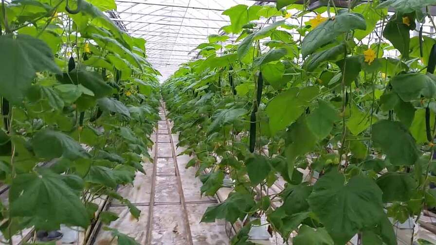 entutorado-invernadero-tomates-pimientos-fresas-invernaderos-inversistemas-daniel-4