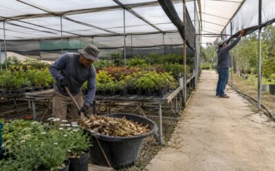 Cómo prevenir incendios en invernaderos antes del verano